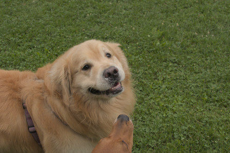 20250709_Imby at home and Dog park__DSC0260_.jpg