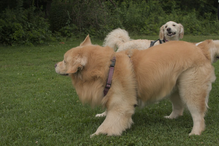 20250709_Imby at home and Dog park__DSC0266_.jpg