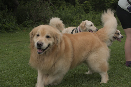 20250709_Imby at home and Dog park__DSC0268_.jpg