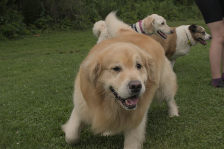 20250709_Imby at home and Dog park__DSC0270_.jpg