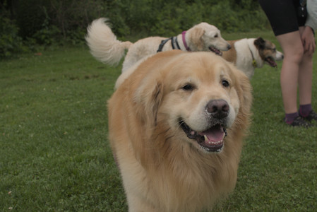 20250709_Imby at home and Dog park__DSC0271_.jpg