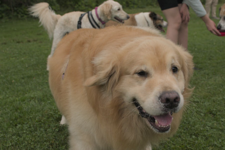 20250709_Imby at home and Dog park__DSC0272_.jpg