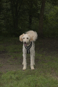 20250709_Imby at home and Dog park__DSC0292_.jpg