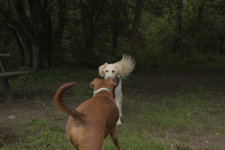 20250709_Imby at home and Dog park__DSC0294_.jpg