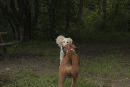 20250709_Imby at home and Dog park__DSC0295_.jpg