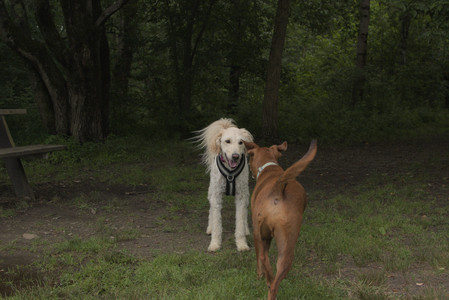 20250709_Imby at home and Dog park__DSC0296_.jpg