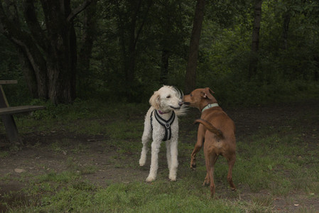 20250709_Imby at home and Dog park__DSC0297_.jpg