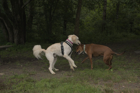 20250709_Imby at home and Dog park__DSC0298_.jpg