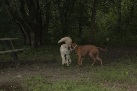 20250709_Imby at home and Dog park__DSC0299_.jpg