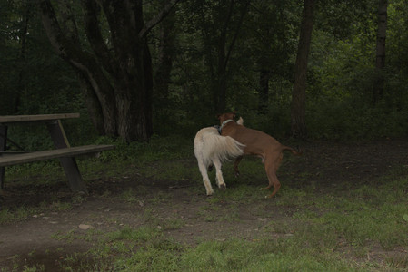 20250709_Imby at home and Dog park__DSC0300_.jpg