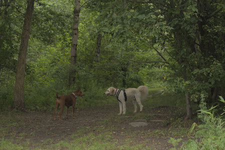 20250709_Imby at home and Dog park__DSC0303_.jpg