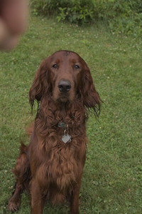 20250709_Imby at home and Dog park__DSC0309_.jpg