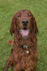 20250709_Imby at home and Dog park__DSC0316_.jpg