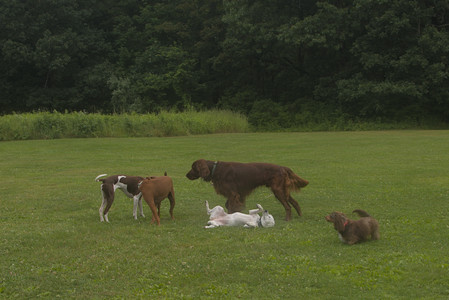 20250709_Imby at home and Dog park__DSC0319_.jpg