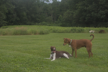 20250709_Imby at home and Dog park__DSC0328_.jpg