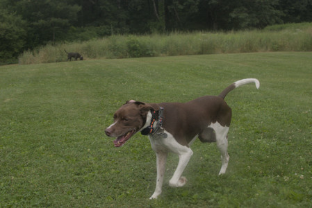 20250709_Imby at home and Dog park__DSC0333_.jpg