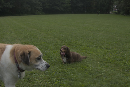 20250709_Imby at home and Dog park__DSC0335_.jpg