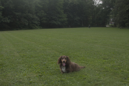 20250709_Imby at home and Dog park__DSC0338_.jpg