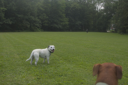 20250709_Imby at home and Dog park__DSC0349_.jpg