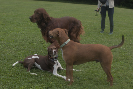 20250709_Imby at home and Dog park__DSC0360_.jpg