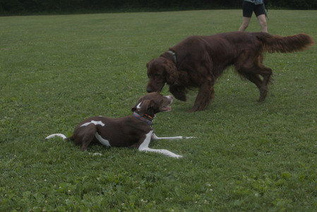 20250709_Imby at home and Dog park__DSC0361_.jpg