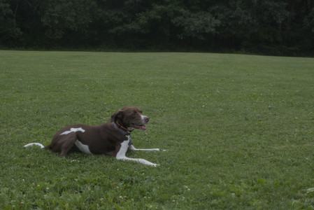 20250709_Imby at home and Dog park__DSC0365_.jpg