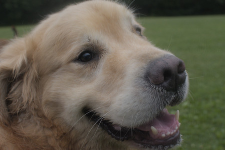 20250709_Imby at home and Dog park__DSC0369_.jpg