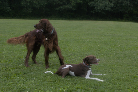 20250709_Imby at home and Dog park__DSC0371_0.jpg