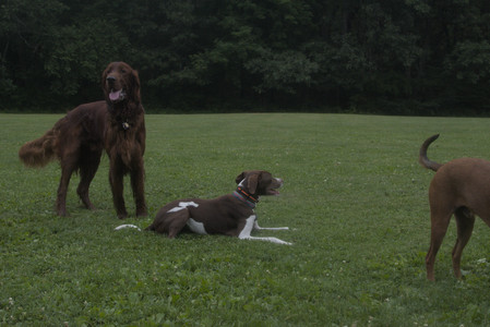 20250709_Imby at home and Dog park__DSC0374_.jpg