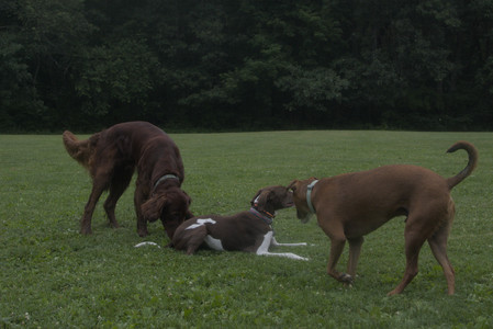 20250709_Imby at home and Dog park__DSC0377_.jpg