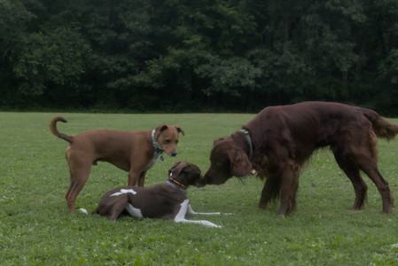 20250709_Imby at home and Dog park__DSC0382_.jpg