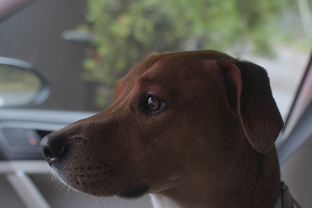 20250709_Imby at home and Dog park__DSC0402_.jpg