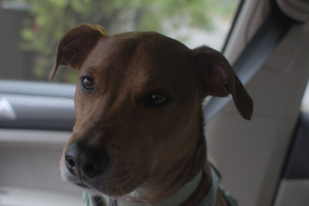 20250709_Imby at home and Dog park__DSC0406_.jpg