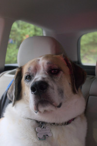 20250709_Imby at home and Dog park__DSC0413_.jpg