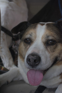 20250709_Imby at home and Dog park__DSC0416_.jpg