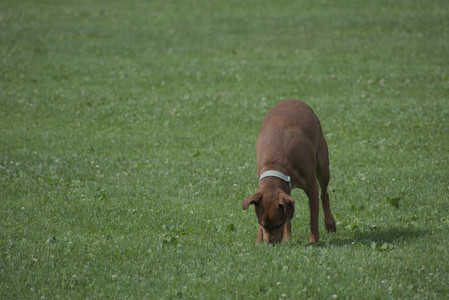 20250711_Dog park__DSC0038_.jpg