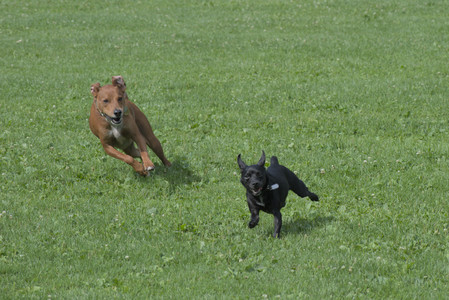 20250711_Dog park__DSC0042_.jpg