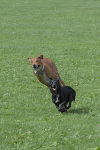 20250711_Dog park__DSC0043_.jpg