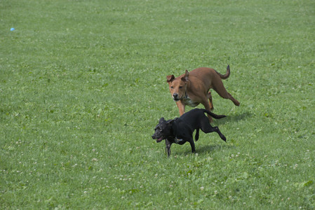 20250711_Dog park__DSC0044_.jpg