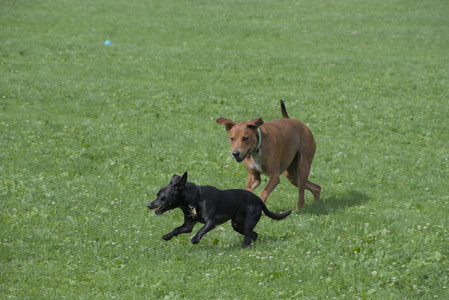 20250711_Dog park__DSC0045_.jpg