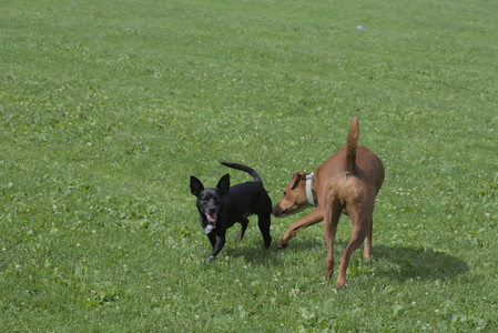 20250711_Dog park__DSC0049_.jpg