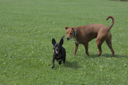 20250711_Dog park__DSC0052_.jpg