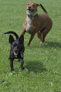 20250711_Dog park__DSC0054_.jpg