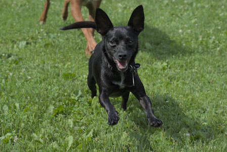 20250711_Dog park__DSC0057_.jpg