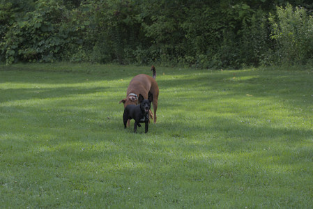 20250711_Dog park__DSC0059_.jpg