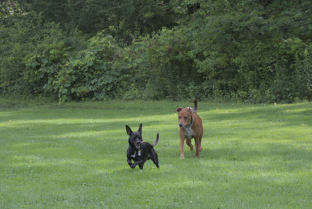 20250711_Dog park__DSC0061_.jpg