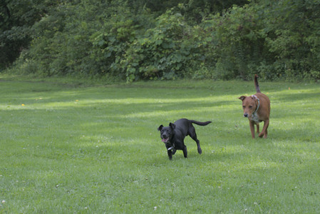 20250711_Dog park__DSC0062_.jpg