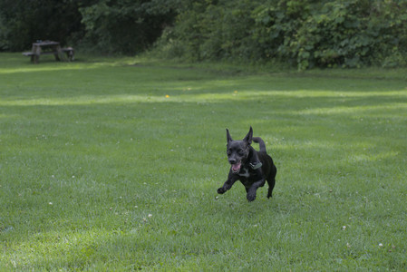 20250711_Dog park__DSC0064_.jpg