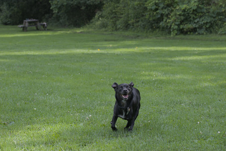 20250711_Dog park__DSC0065_.jpg