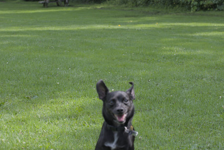 20250711_Dog park__DSC0067_.jpg
